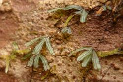 Hymenophyllum armstrongii. Fertile fronds with dark brown borders, marginal spines and costae.  
 Image: L.R. Perrie © Leon Perrie 2011 CC BY-NC 3.0 NZ